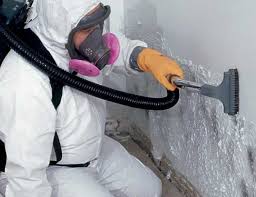 Best Basement Mold Removal in USA